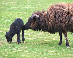 rare breeds lamb boreray hebridean essex