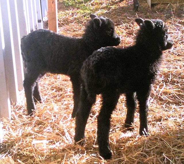 rare breeds lamb poultry eggs essex