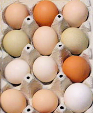 Free Range Eggs - dozen