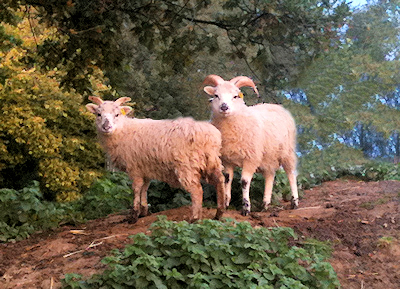 rare breeds lamb poultry eggs essex