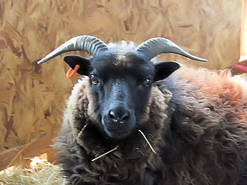 Lamb Producer selling Lamb Rare Breed and Fleece