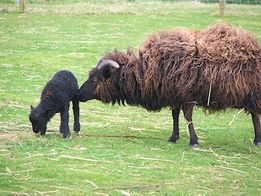 Lamb Producer selling Lamb Rare Breed and Fleece