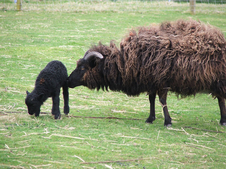 Hebridean Sheep Millfields Rare Breeds rare bred lamb poultry eggs