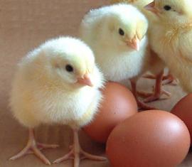 Hatching Eggs x 6