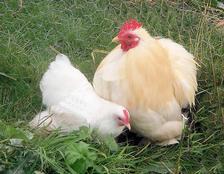 Lamb Producer selling Lamb Rare Breed and Fleece